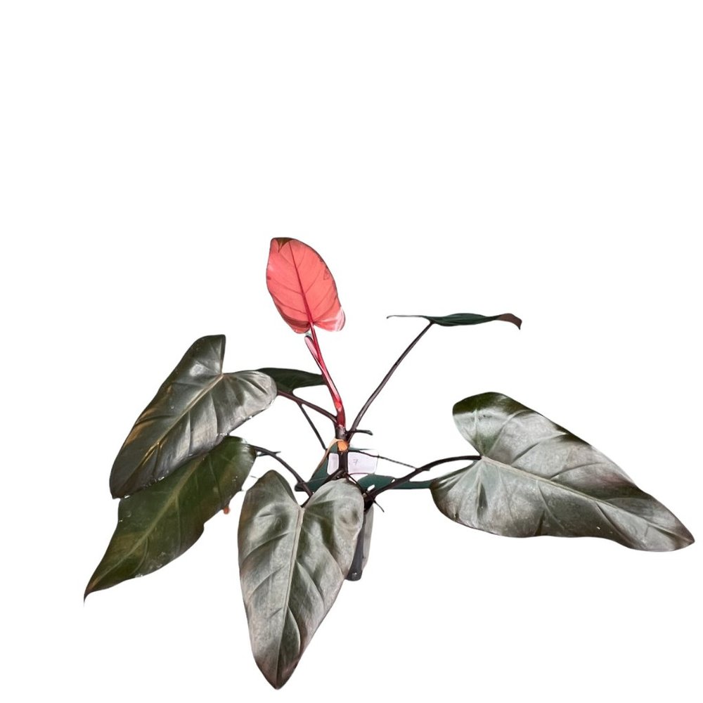 Philodendron Dark Lord (137), US Seller, Fully Rooted Plant, Plant Shown
